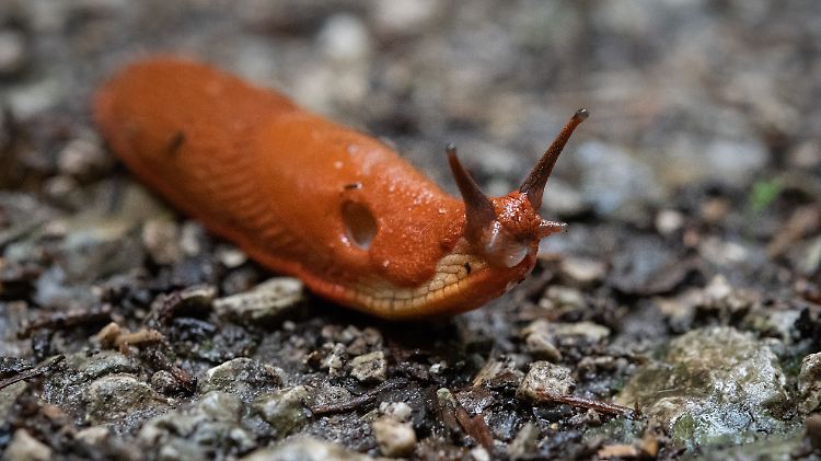 Eine Schnecke wurde einem Mann in Australien zum Verhängnis. 