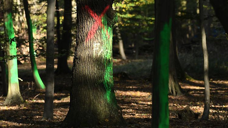 Am Hambacher Forst bauen Umweltschützer ein neues Protestcamp auf.