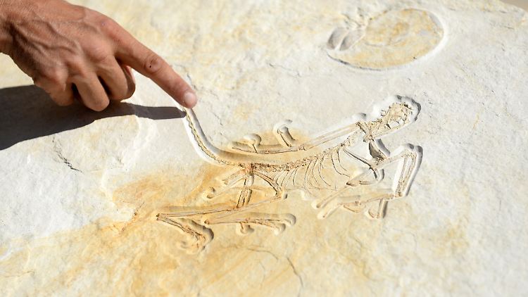 Ob der Archaeopteryx wirklich flog oder nur glitt, ist für Forscher noch ungewiss.