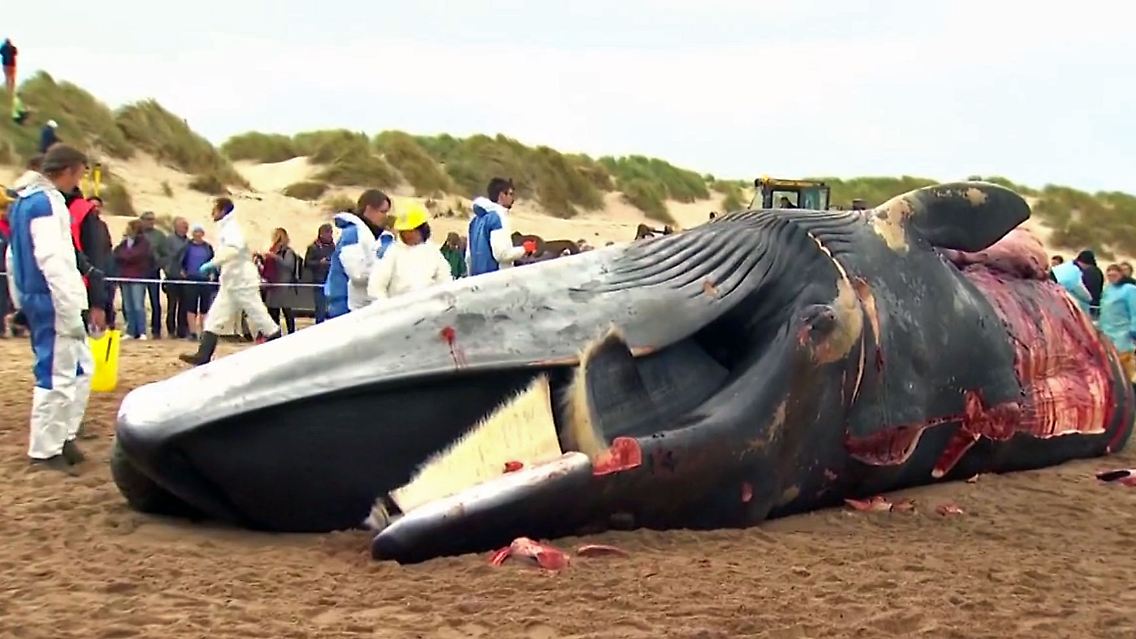 WalBelgien.jpg