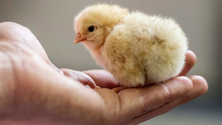 Für die Eier- und Fleischproduktion werden männliche Küken nicht gebraucht.
