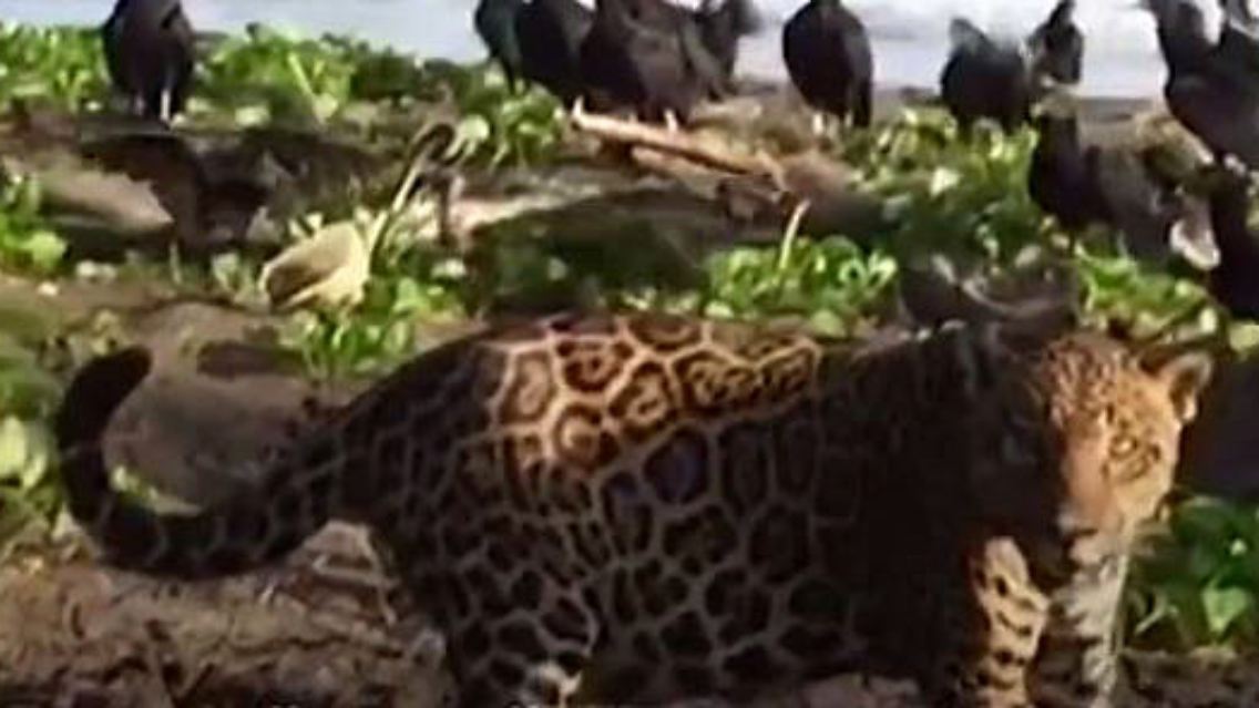 Jaguar2.JPG