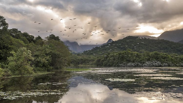 Auch Brasiliens Regenwälder sind bedroht.
