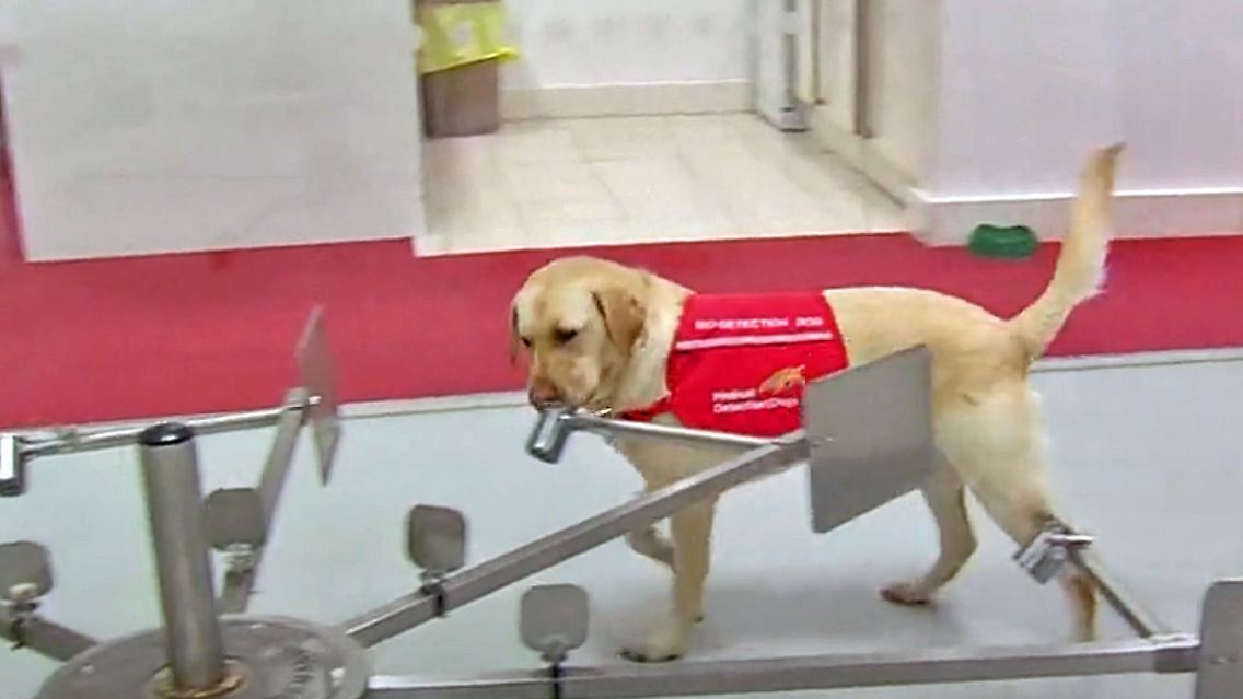 WissenMalariaHunde.jpg