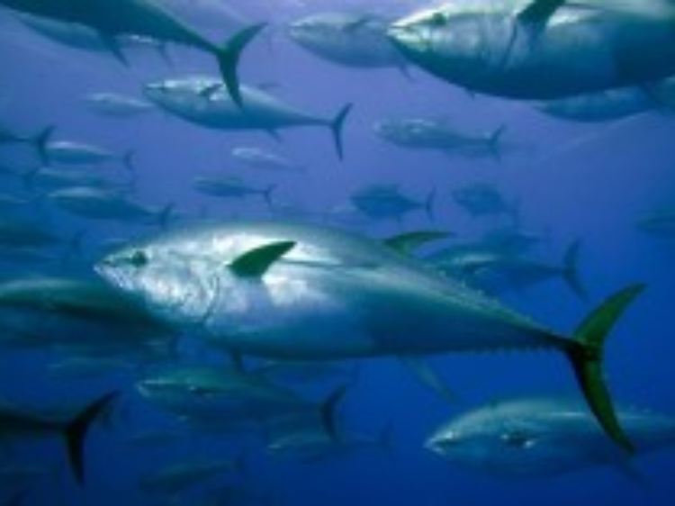 In Japan zahlen Fischhändler teilweise mehr als 100.000 Euro für ein großes Exemplar dieses rotfleischigen Thunfischs, den sie größtenteils aus den EU-Staaten erhalten.