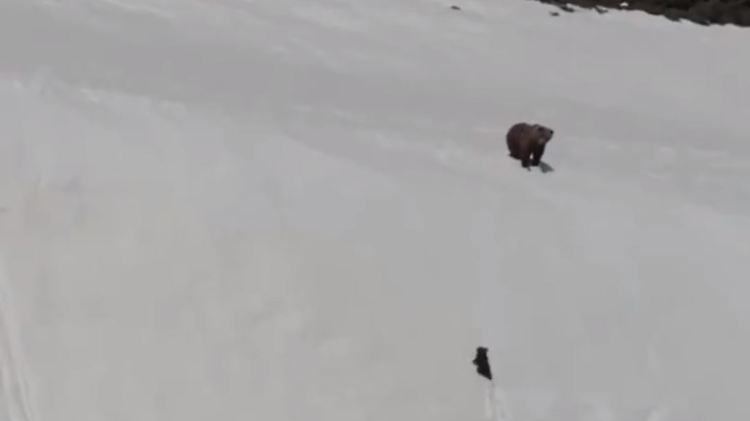 Immer wieder nimmt das Bärenjunge Anlauf.