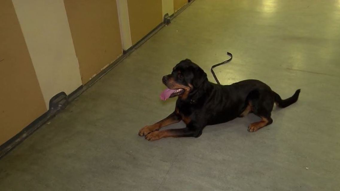 rottweiler.JPG