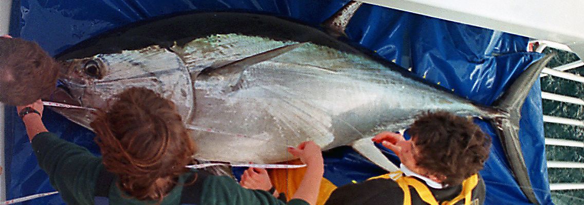 Wissenschaftlerinnen vermessen einen Blauflossenthunfisch.