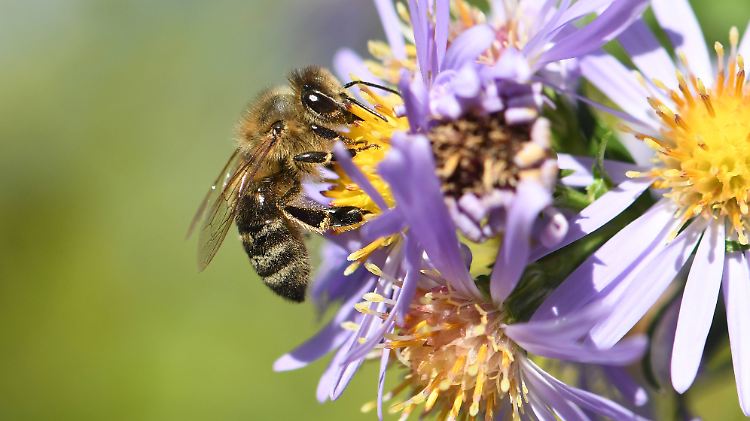 Insekten sind nützlich und wichtig: Sie bestäuben Obstbäume und Gemüsepflanzen, zersetzen Aas, Totholz und Kot.