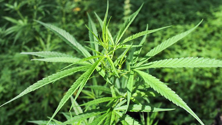 Marihuana-Aktion erfahren einen starken Kursauftrieb.