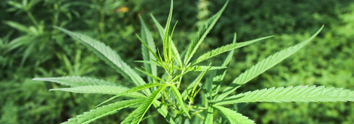 In Nordamerika gab es in diesem Jahr bereits einige Börsengänge von
Cannabis-Herstellern.