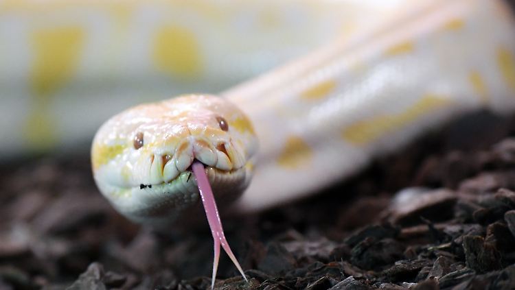 Ein Tiger-Python schlängelt sich durch einen Erlebnistierpark in Sachsen-Anhalt. Das Tier im Bild ist allerdings nur halb so groß, wie die Python in Florida.
