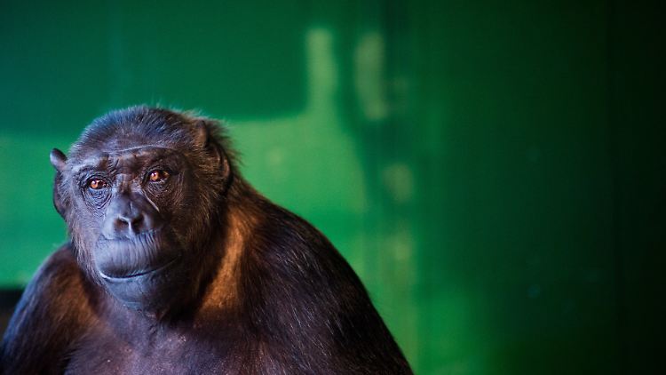 Affengreis Robby darf im Zirkus bleiben.
