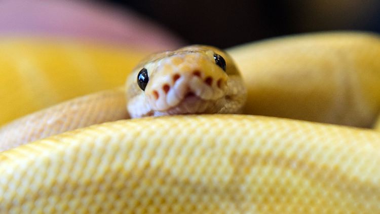 Die drei Meter lange Python kam aus der Kloschüssel.