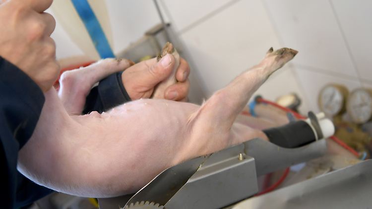 Ein Schweinezüchter legt ein  Ferkel zur Kastration in eine Narkoseanlage in seinem Zuchtbetrieb. 