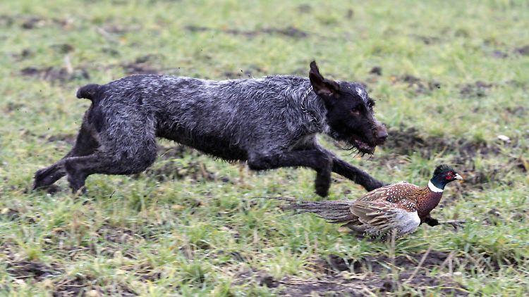 Die Treibjagd auf Fasane hat in der Slowakei eine lange Tradition.
