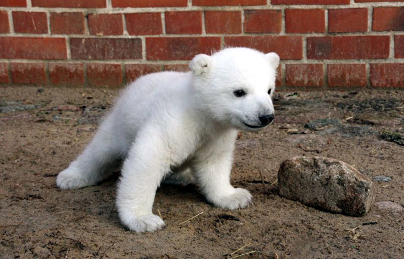 Unvergessen sind die Bilder von Knut als Eisbärbaby: 