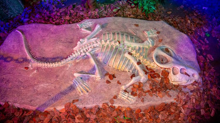 Fossilien werden sogar nachgebaut oder gefälscht, wie dieser versteinerte Protoceratop  im Shop einer Ausstellung in Rio de Janeiro beweist. 