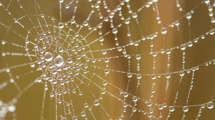 Spinnennetze sind Meisterwerke der Natur.