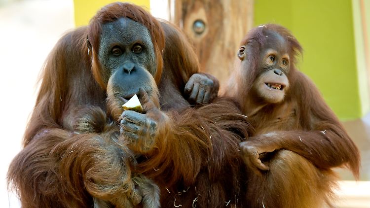 Nahe Verwandte: Sumatra-Oran-Utans, hier ein Bild aus dem Münchner Tierpark Hellabrunn.