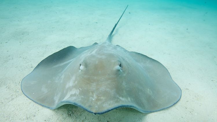 Stachelrochen kommen im Mittelmeer, im Atlantik aber auch im Indischen Ozean vor.