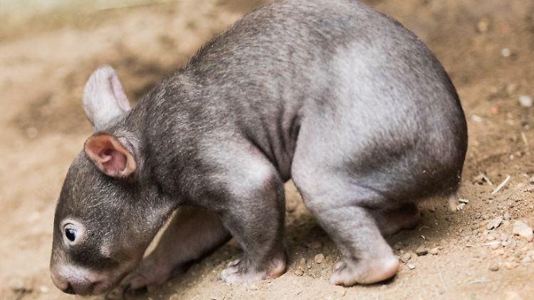 Ein kleiner Wombat übt schon mal die Ausgangsstellung für die Würfelproduktion.