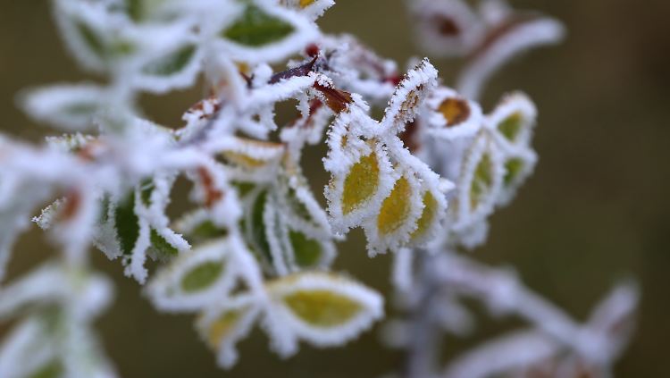 Der Raureif ist schon da, der erste Schnee kommt bald. 