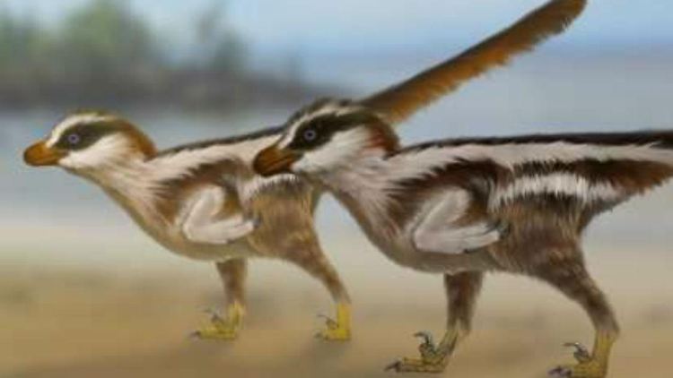 Die Spuren wurden von Dinosauriern in der Größe von Spatzen hinterlassen.