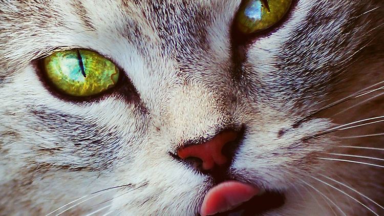 Die Zunge der Katze ist sehr auf die Fellpflege spezialisiert.