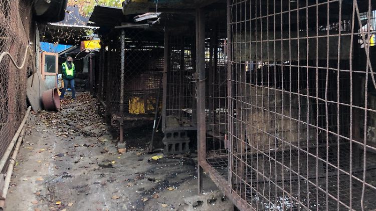 In diesen Zwingern harrten Hunderte Hunde bis zu ihrer Schlachtung aus.