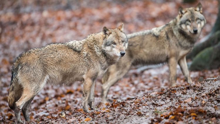 Der Wolf kehrt zurück: Nach offiziellen Angaben gibt es bereits mehr als 73 Rudel in der Bundesrepublik.