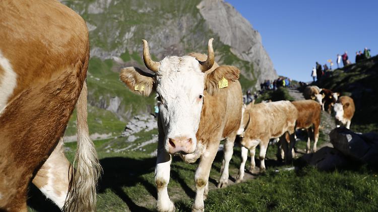 Eine Kuh mit Hörnern ist heutzutage ein seltenerer Anblick.