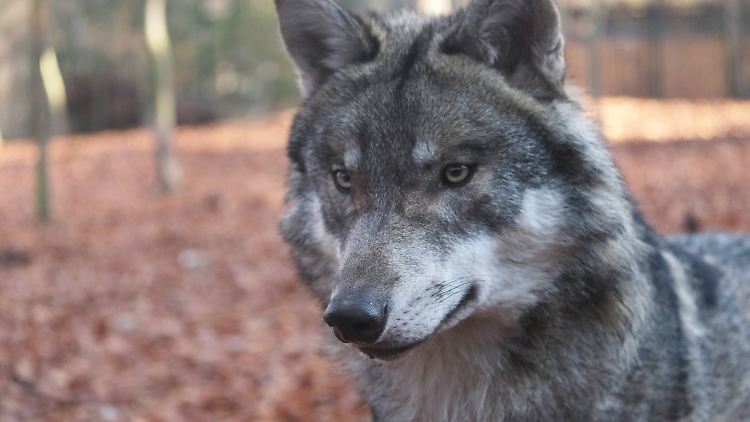 Erkennen wir uns im Wolf wieder?