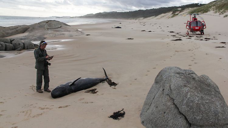 Die Wale wurden an einem einsamen Strand des  Croajingolong Nationalparks entdeckt. 