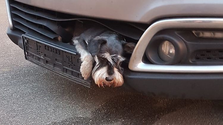 Hund "Tero" in seiner misslichen Lage. Kurze Zeit später konnten ihn Einsatzkräfte jedoch befreien.