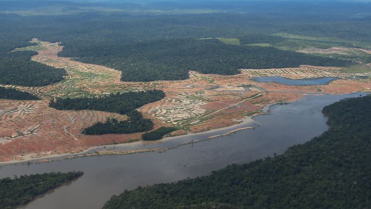 Brasiliens Regenwald wird immer weiter gerodet.