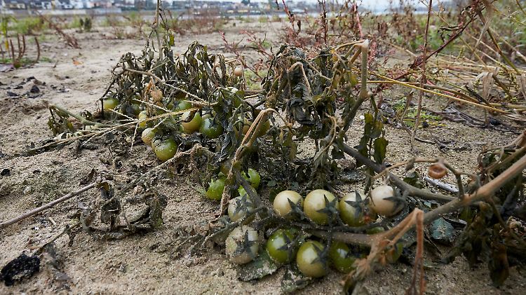 Auf einer Sandbank vor der Rheininsel Niederwerth wachsen Tomaten.