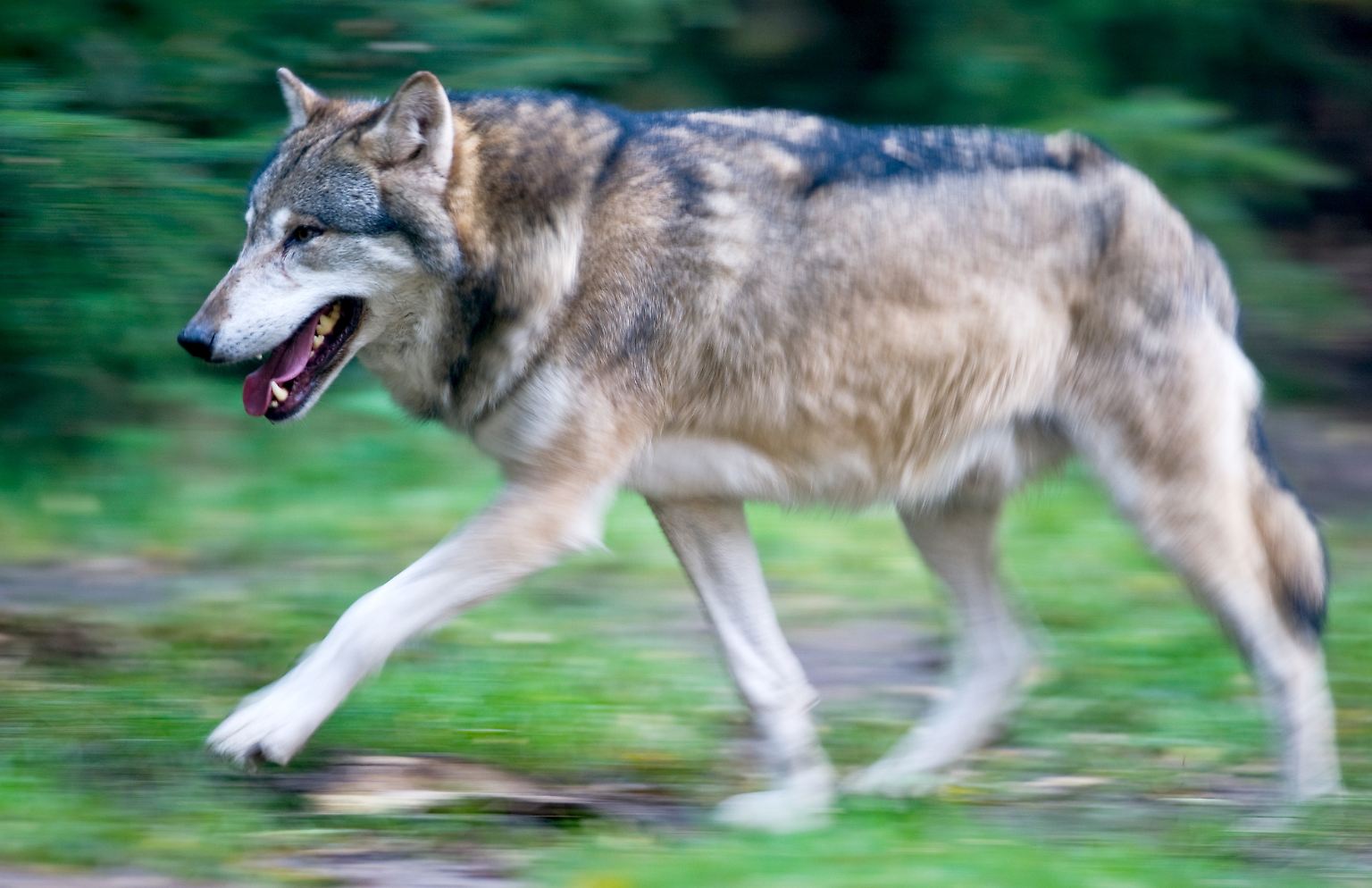 1904 wurde der letzte Wolf in Deutschland abgeschossen. Die Art war damit auf dem damaligen Gebiet des Landes ausgerottet. 