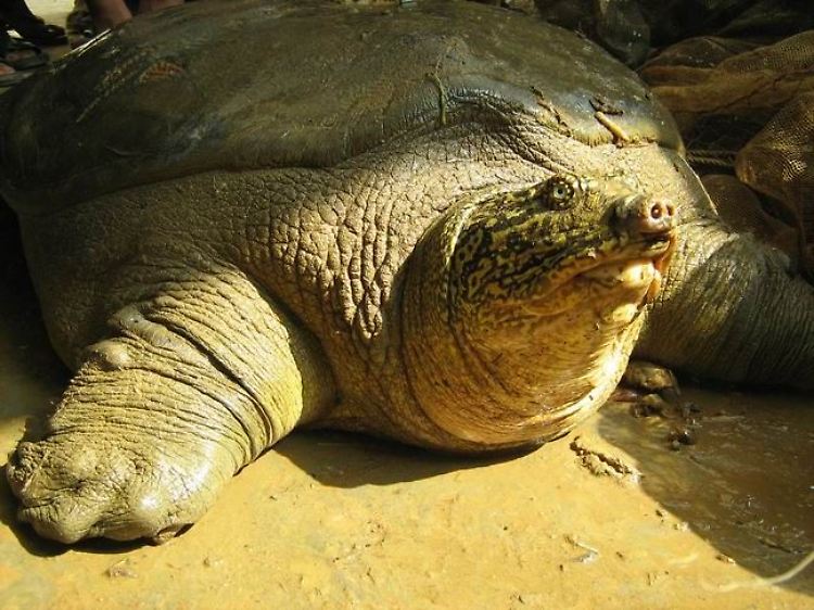 Riesenweichschildkröten haben eine fleischige Hülle statt eines schweren Hornpanzers.