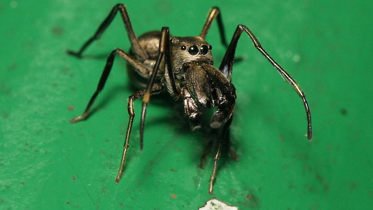Sieht nicht danach aus, geht aber liebevoll mit ihrem Nachwuchs um: Toxeus magnus.