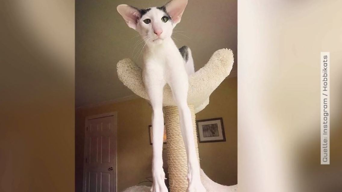 KAter lange Beine.JPG