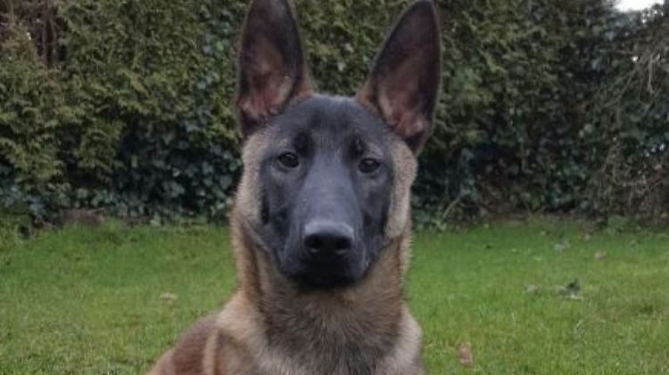 "Jack" absolviert momentan eine Ausbildung zum Polizeihund.
