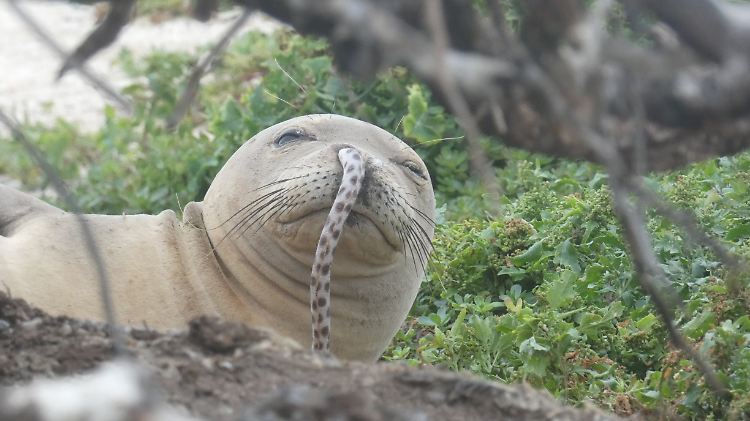 Das Jungtier wurde in French Frigate Shoals auf den nordwestlichen Hawaii-Inseln entdeckt.