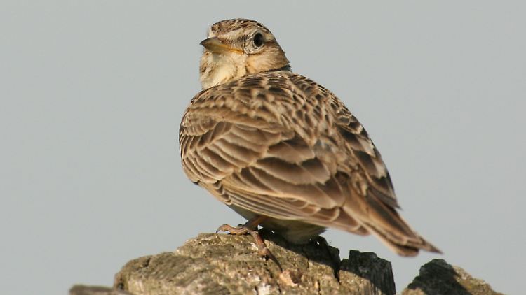 Die Feldlerche wird schon zum zweiten Mal zum Vogel des Jahres.