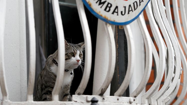 Mit seiner Katze lebt Julian Assange nun schon sechs Jahre in der ecuadorianischen Botschaft in London.