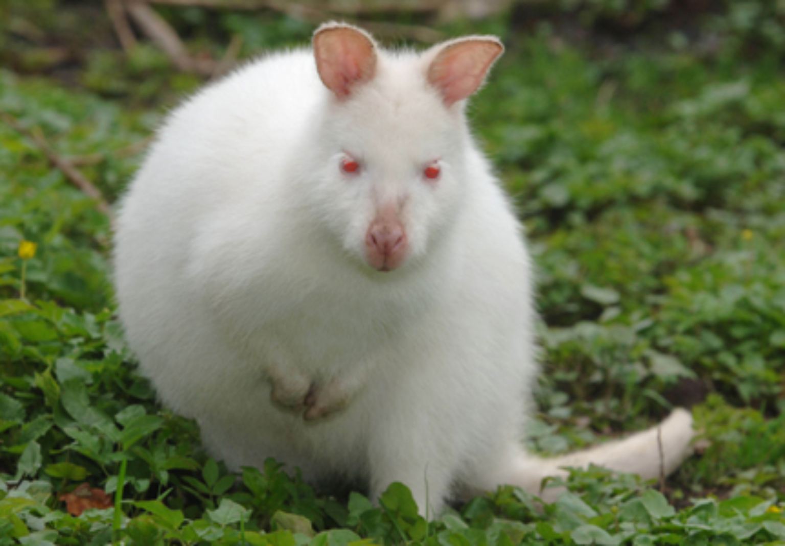 Fehlende Pigmente in Augen, Haaren und Haut: Die angeborene Störung der Biosynthese der Melanine ist eine Seltenheit sowohl bei Menschen als auch bei Tieren.