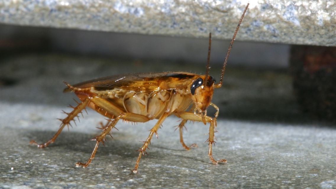 imago63901228h.jpg