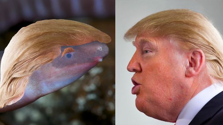Fotomontage von EnviroBuild: Der Schleichenlurch habe "rudimentäre Augen, die nur Licht oder Dunkelheit erkennen können. Donald Trump ist in der Lage, die Welt nur in Schwarzweiß zu sehen", schreibt die Firma zu ihrer Namenswahl.