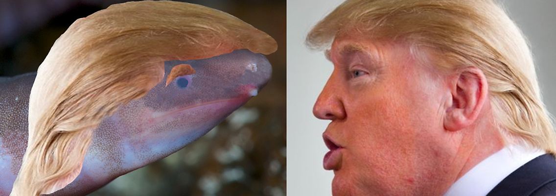 Photo_1_-_EnviroBuild_Caecilian.jpg