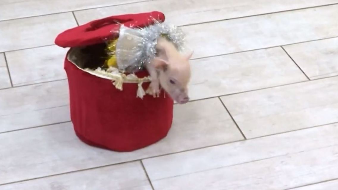 Minischwein.JPG